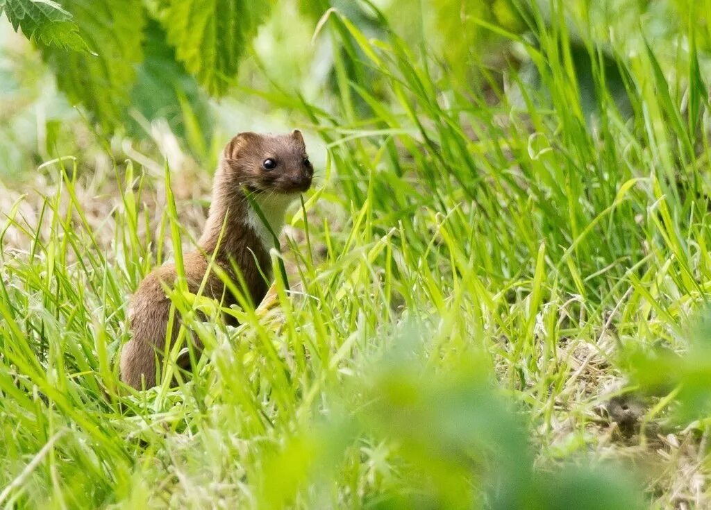 Ласка (Mustela nivalis). Полевые зверьки. Маленький полевой зверек. Маленькие зверьки в лесу.