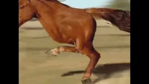 Почему лошадь бегает