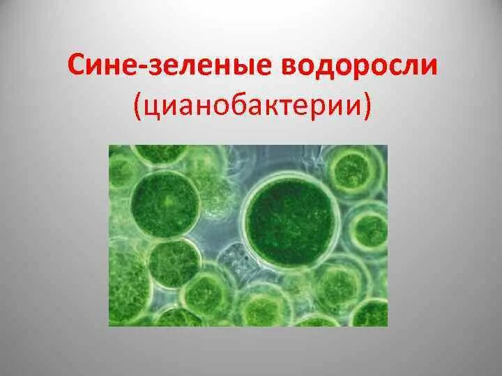 Синезелёные водоросли цианобактерии. Цианобактерии одноклеточные водоросли. Цианобактерии сине-зеленые водоросли. Цианобактерии пластиды.