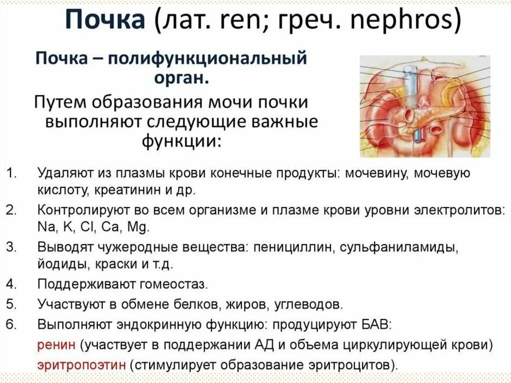 Почки 2 значения. Функции почек анатомия. строение почек анатомия физиология. почки строение и функции анатомия. строение почки физиология.