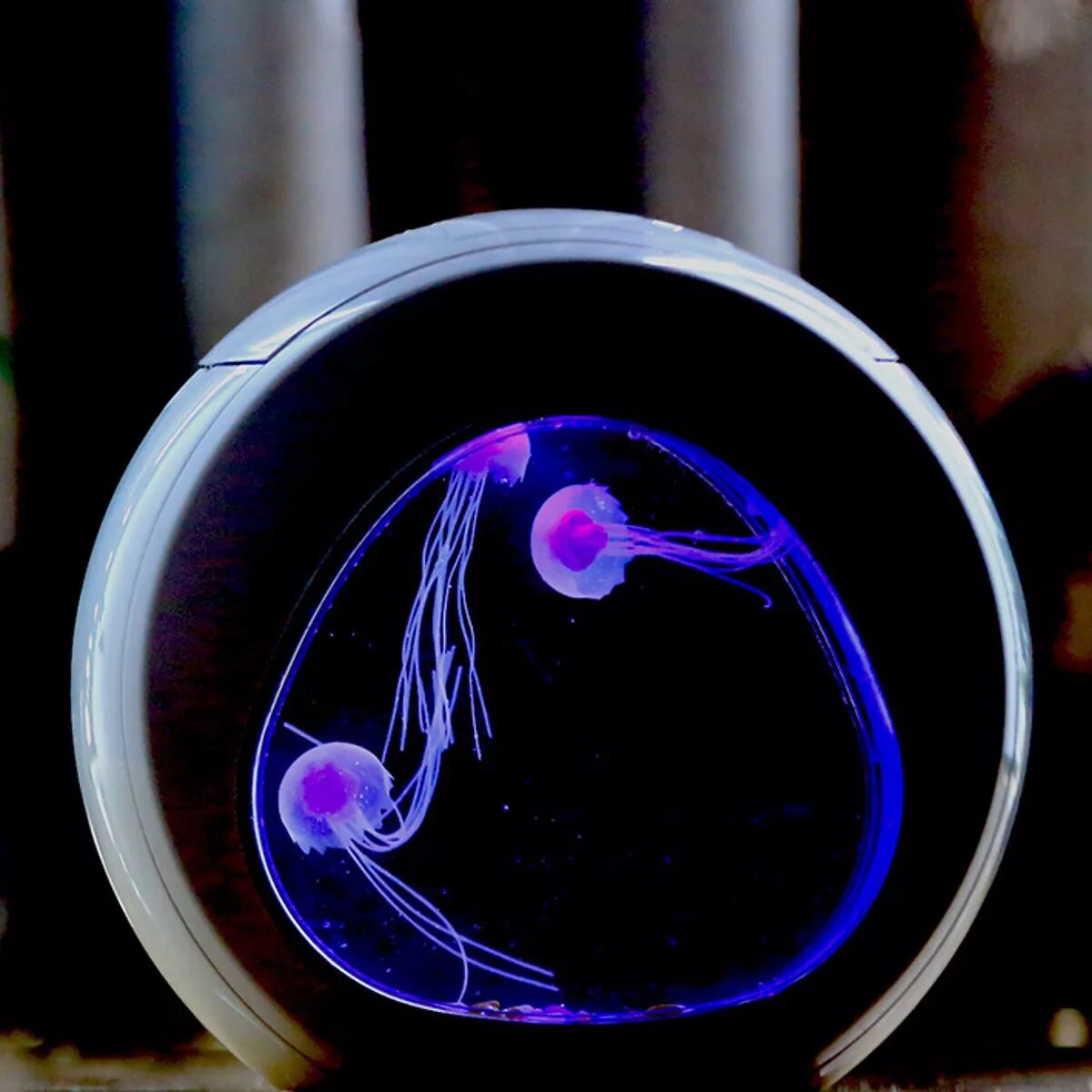 Медуза живая купить. Аквариум led desktop Jellyfish Tank. Аквариум с медузами Orbit 20. Аквариум с медузами. Круглый аквариум с медузами.