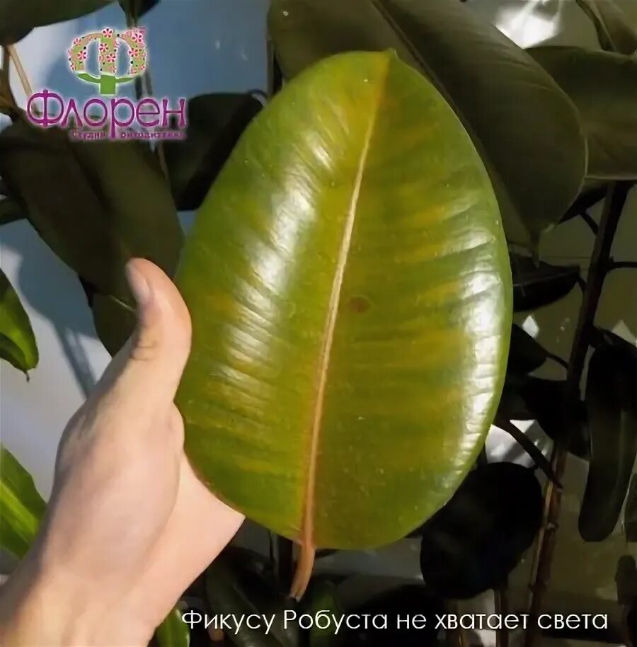 Почему у фикуса желтеют листья зимой. Фикус каучуконосный желтеют листья. хлороз у фикуса каучуконосного. фикус робуста желтеют листья. фикус каучуконосный скручиваются листья.