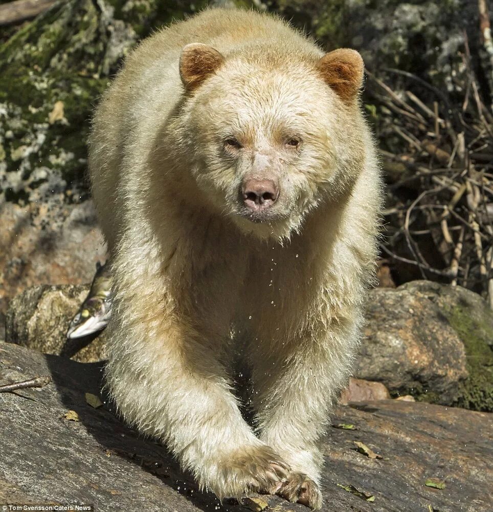 Бурый медведь альбинос. Кермодский медведь (Ursus americanus kermodei). Медведь Гризли альбинос. Ursus americanus kermodei.