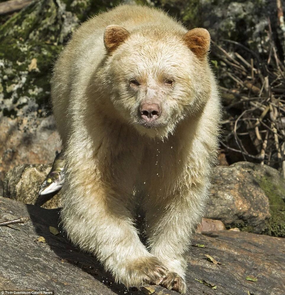 Новые русские звери. Бурый медведь альбинос. Кермодский медведь (Ursus americanus kermodei). Медведь Гризли альбинос. Ursus americanus kermodei.