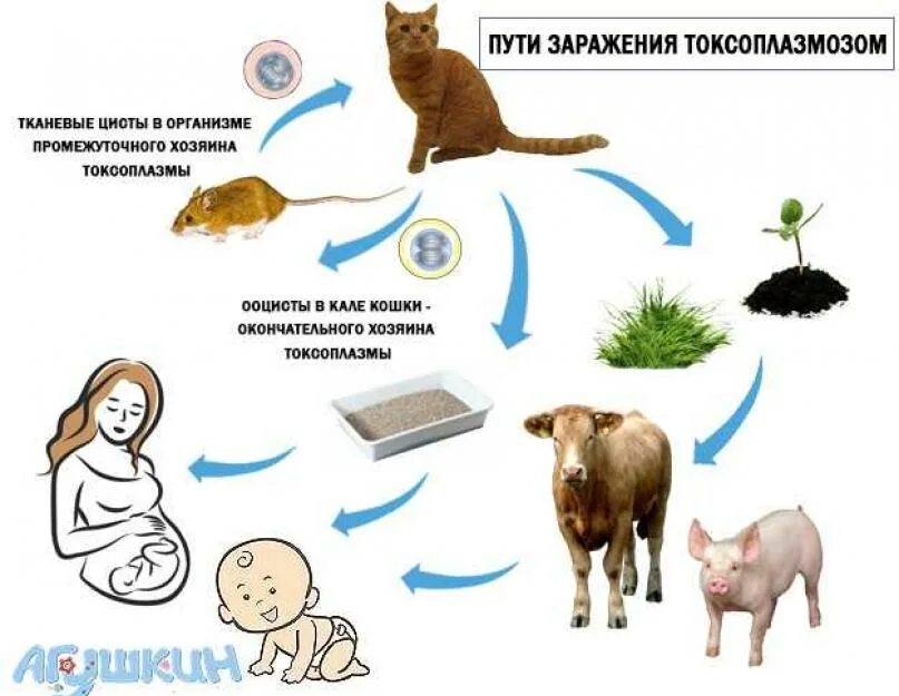 Способы заражения человека происходит. Способы заражения токсоплазмозом. Токсоплазмоз пути заражения. Токсоплазма способ заражения. Токсоплазма пути передачи.