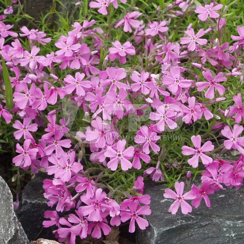 Флоксы шиловидные многолетние фото. Флокс шиловидный. Флокс шиловидный subulata. Флокс шиловидный 'Temiskaming'. Флок шаровидный.