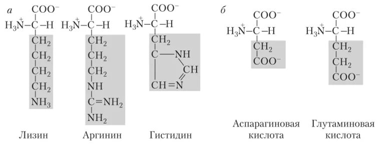 Лизин аланин
