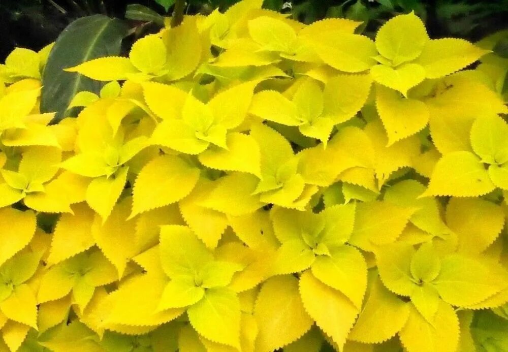 Growing gold