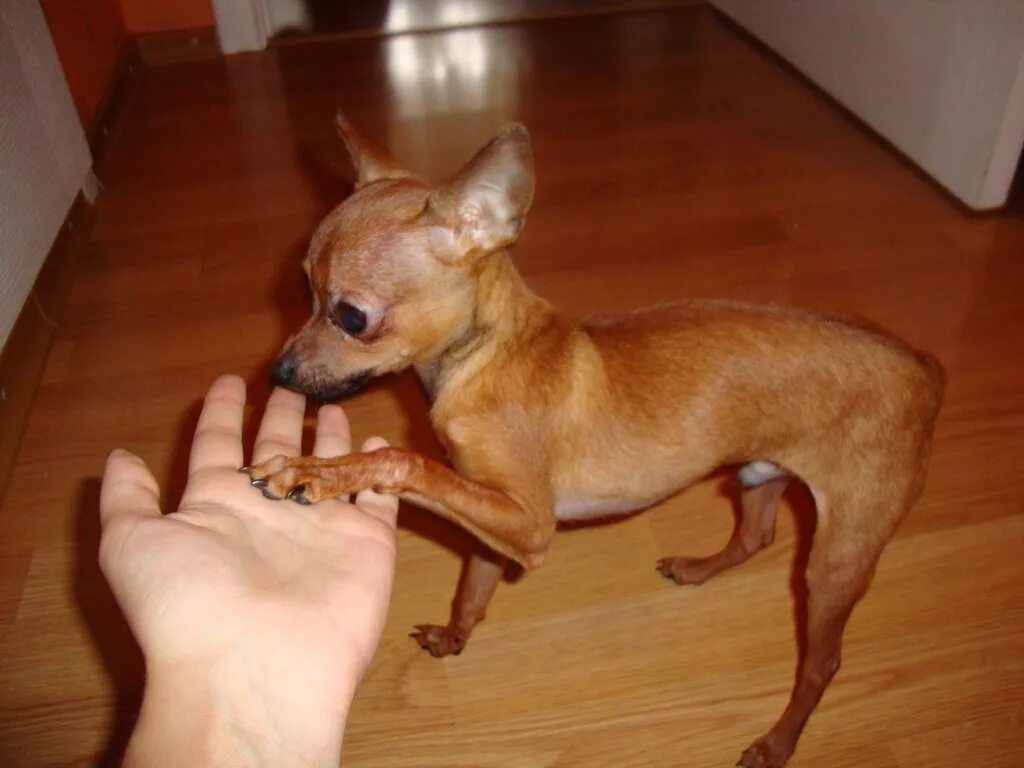 Той терьер рыжий. Рыжий чихуахуа тойтерьер. Русский той терьер рыжий. Той терьер рыжий. Той терьер рыжий гладкошерстный.