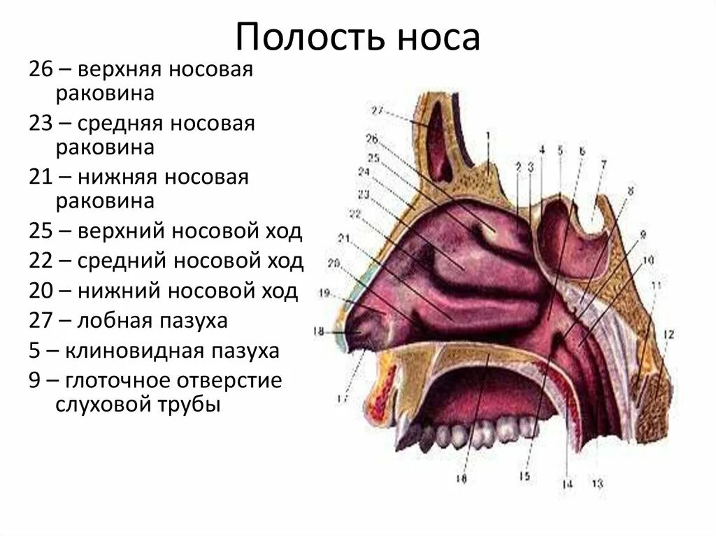 Носовой проход отделен от ротовой полости твердым. Полость носа анатомия носовые ходы. Носовая полость строение анатомия. Строение носовых раковин анатомия. Полость носа анатомия строение.