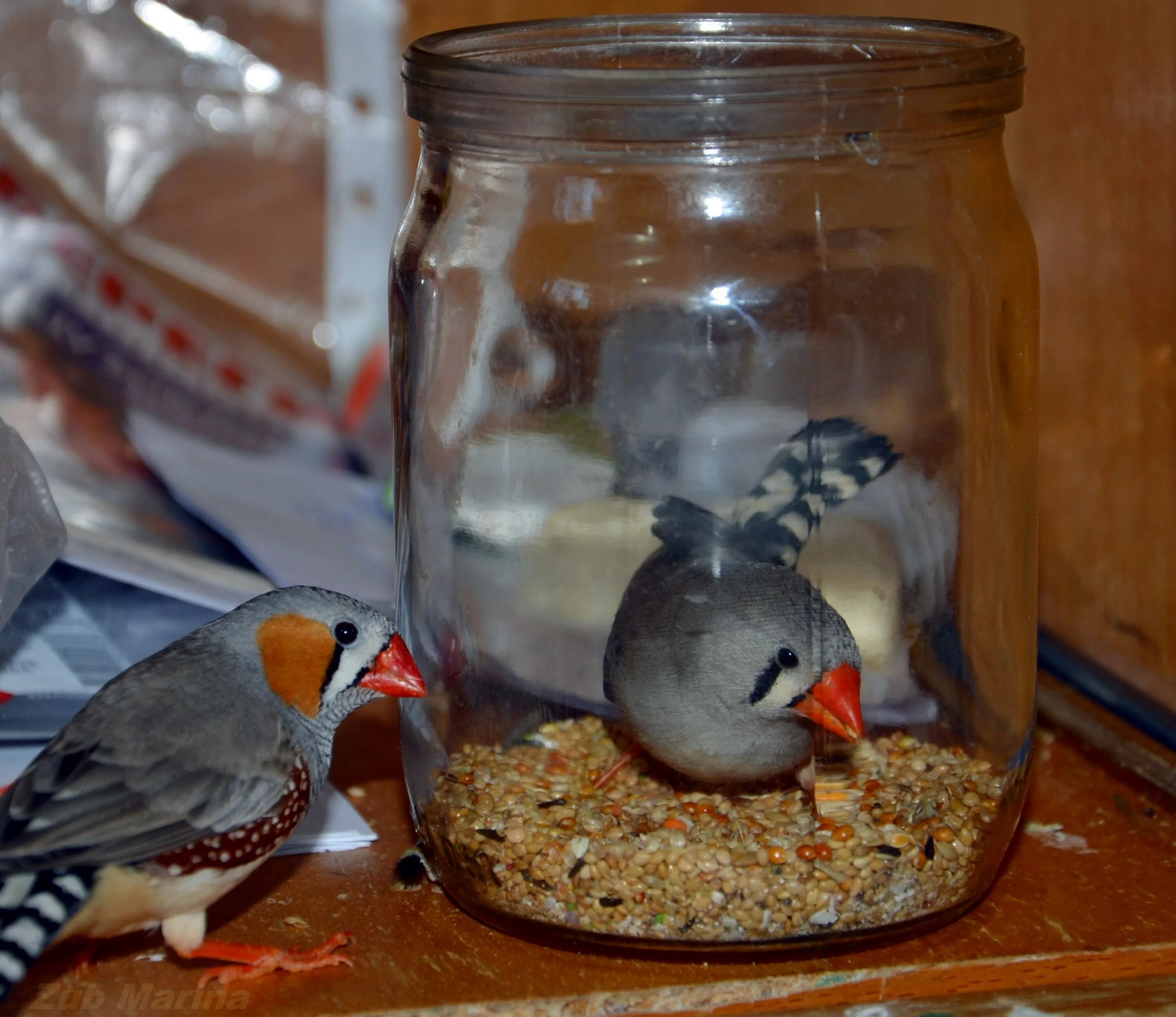 рацион амадинов. рисовые амадины корм. что можно амадинам. зебровые амадины корм. что можно амадинам.