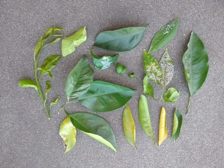 Листья лимона png. Citrus leaves. Хлороз цитрусовых. Ксилопсорозис цитрусовых. Листья лимонного дерева.