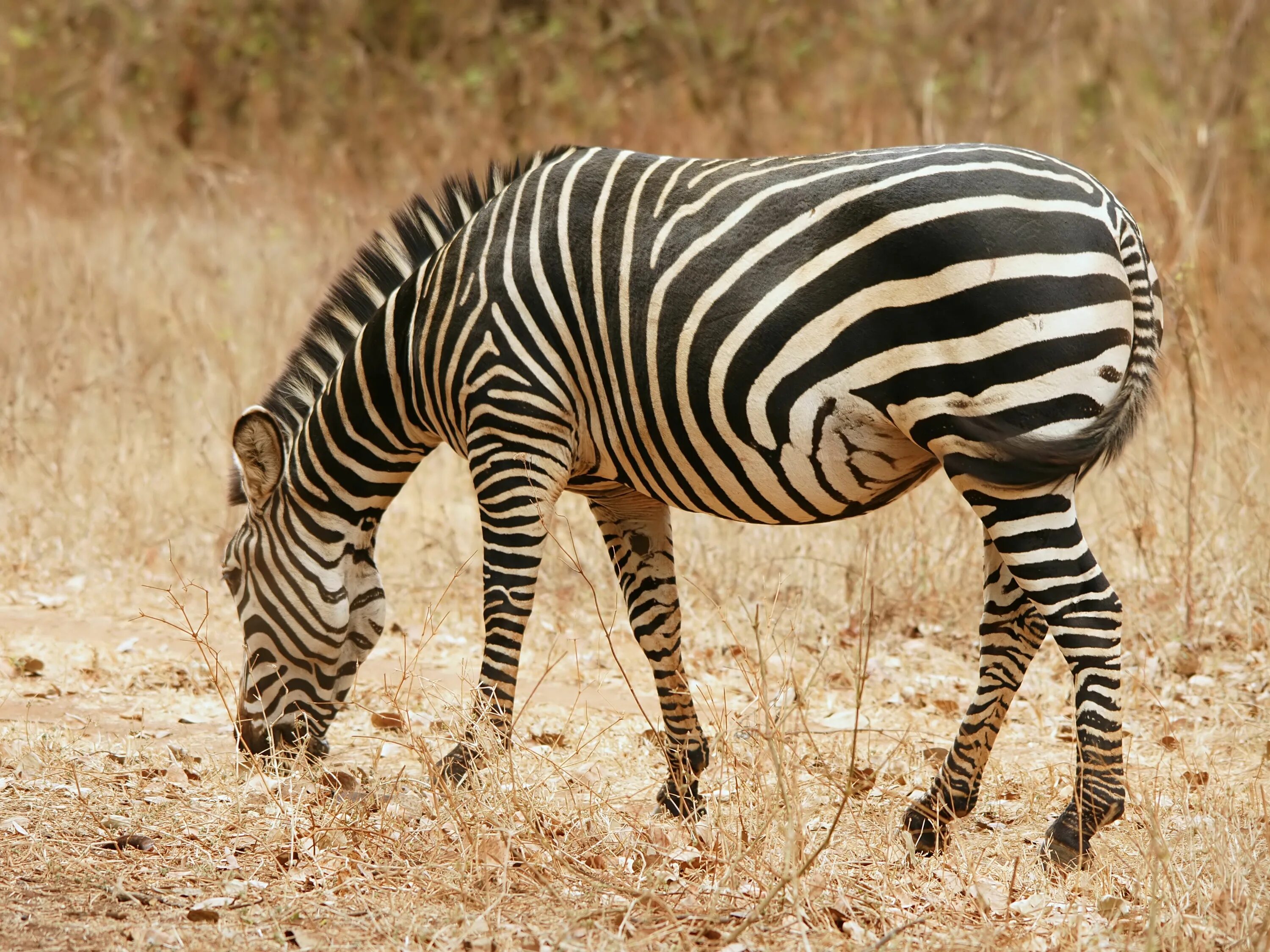 Equus quagga quagga. Зебра Equus quagga boehmi. Зебра квагга фото. Зебра живот.