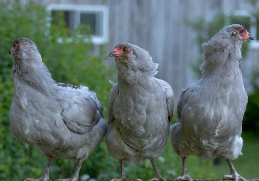 15 Popular Breeds of Chickens for Raising as a Backyard Flock - 1- Ameraucana: T