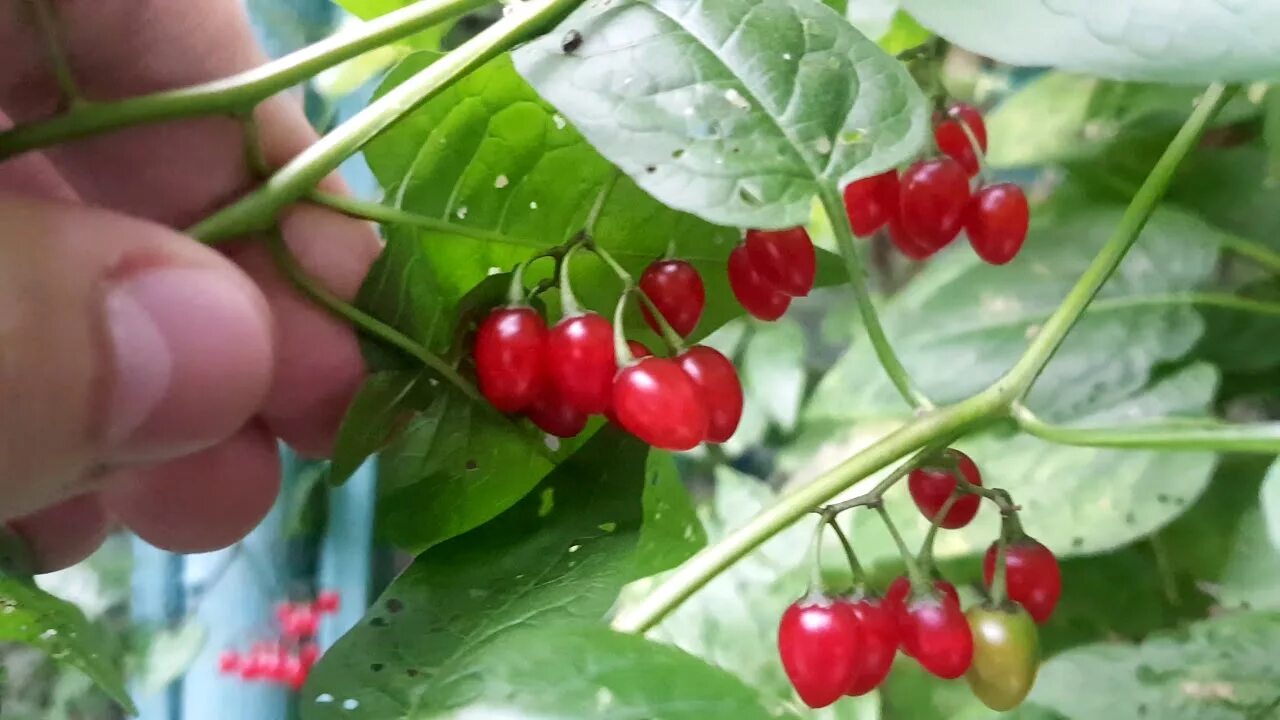 Паслен сладко-Горький (красный). Паслен ягода красный. Вайз горькие ягодки