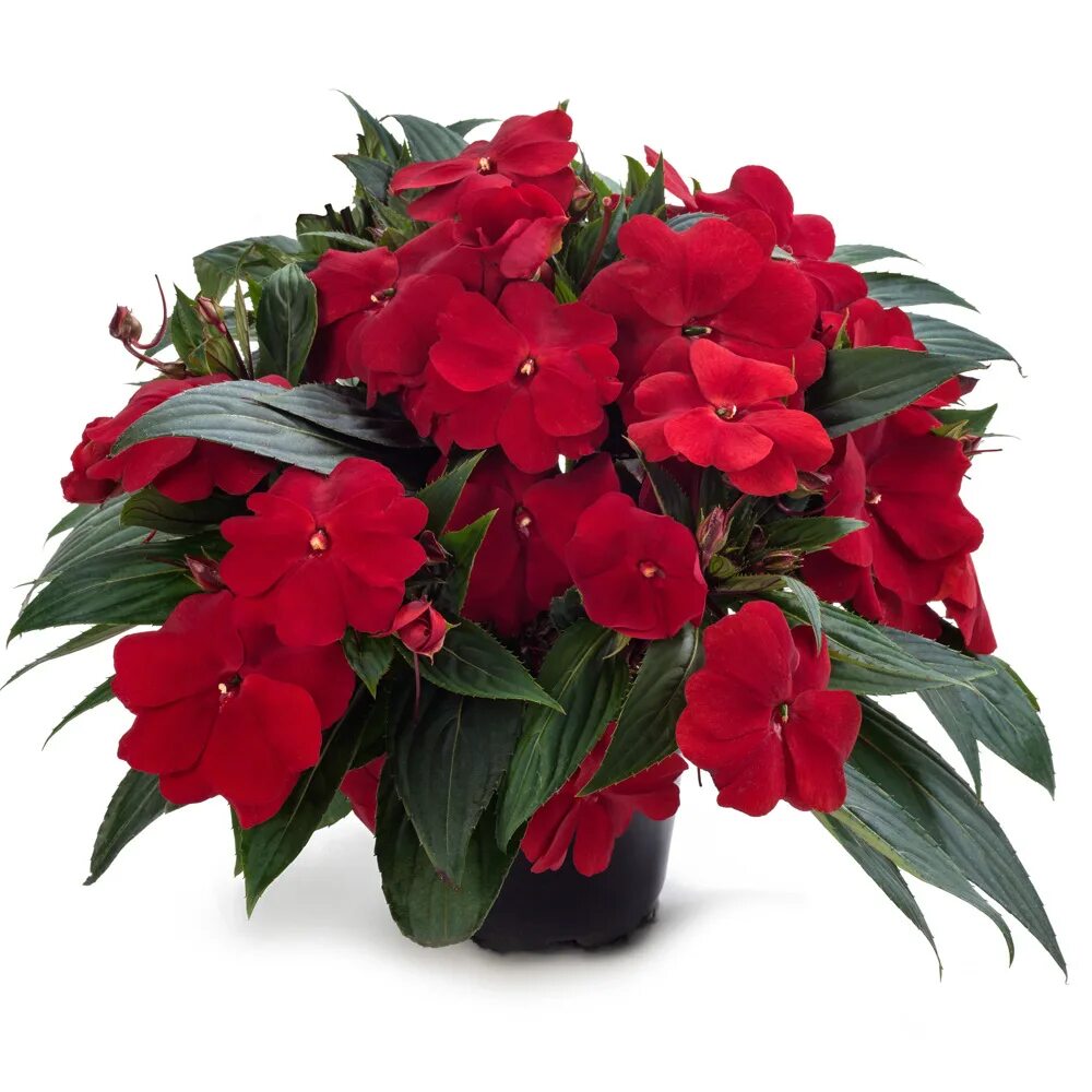 Rockapulco ® Dark Orange - Double Impatiens - Impatiens walleriana Double impati