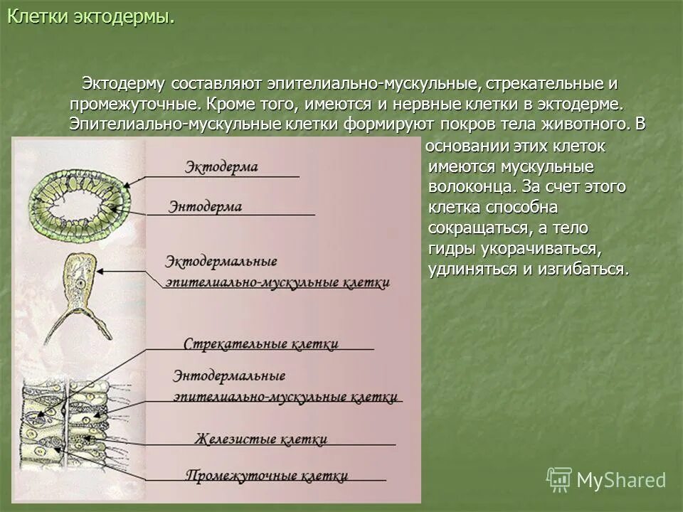 Эктодерма у позвоночных животных. Строение эктодермы. Клетки эктодермы. Эпителиально мускульные клетки функции.