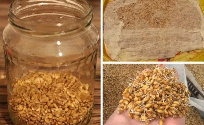 Рецепт пшеничной браги. Самогон из пророщенной пшеницы. Самогон на пшенице. Пророщенная пшеница для браги. Проросшая пшеница самогон.