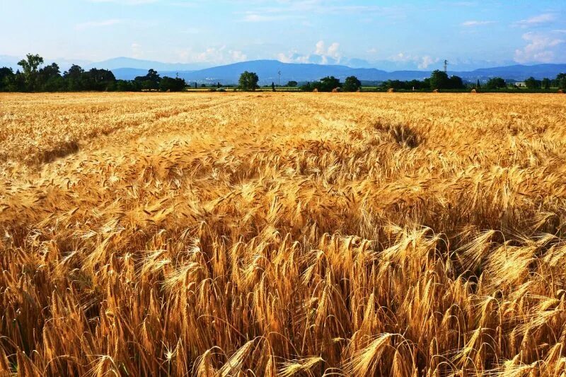 Злаковое место. Поле овса. Пшеничные поля России. Пшеничные поля Италии. Овсяное поле поле.