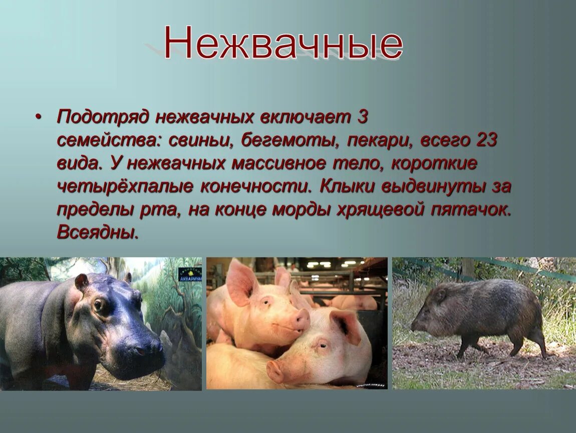 Значение парнокопытных в жизни человека