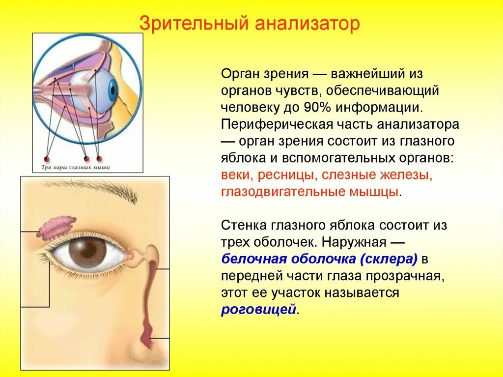 Орган зрения тест 8 класс биология. Периферическая часть зрения анализатора. Орган зрения. Органы чувств орган зрения. Орган зрения и зрительный анализатор.