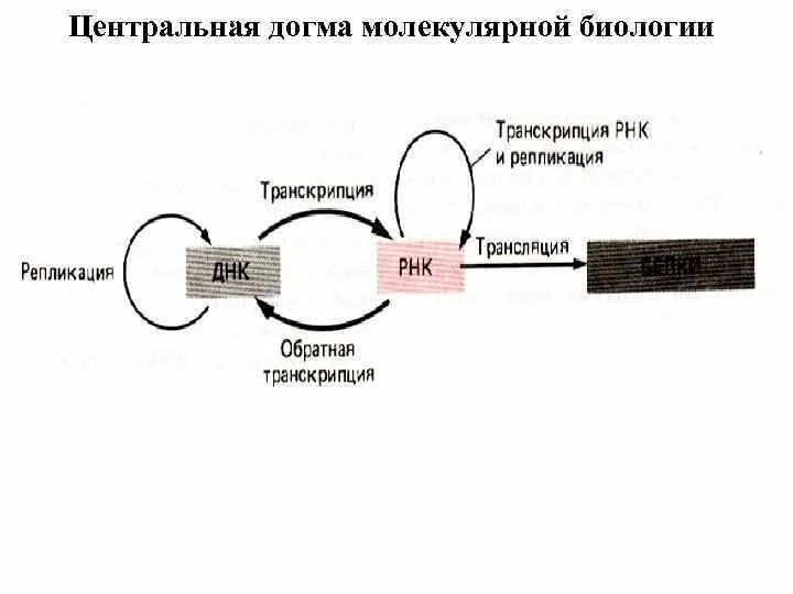 Центральная догма молекулярной генетики схема. Центральная догма биологии. Центральная молекулярная догма. Схема догмы молекулярной биологии. Схема центральной догмы молекулярной биологии.