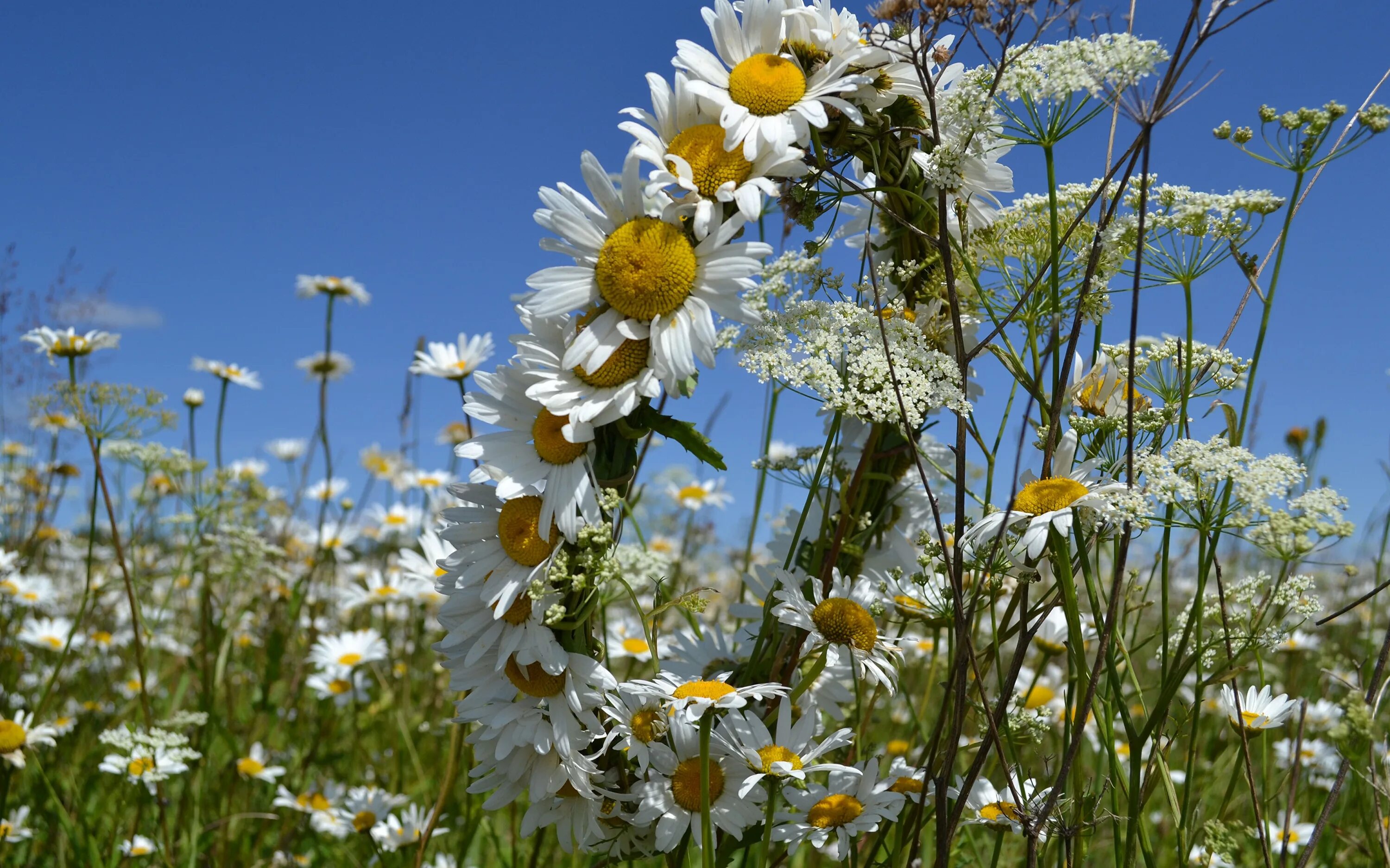 девушка в венке из полевых цветов. лето венок из цветов. девочка с венком. полевые цветы в августе. роса на цветах.