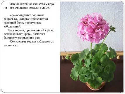 Герань комнатная свойства
