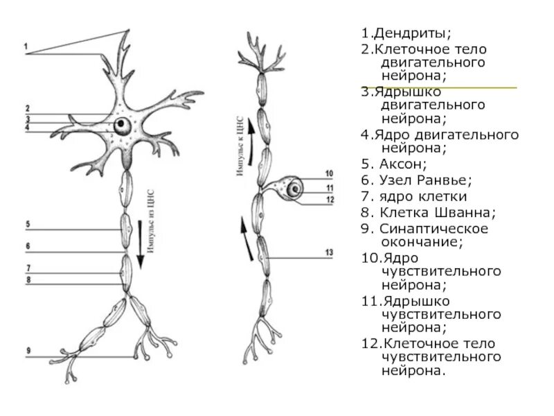 Функция аксонов нервных клеток