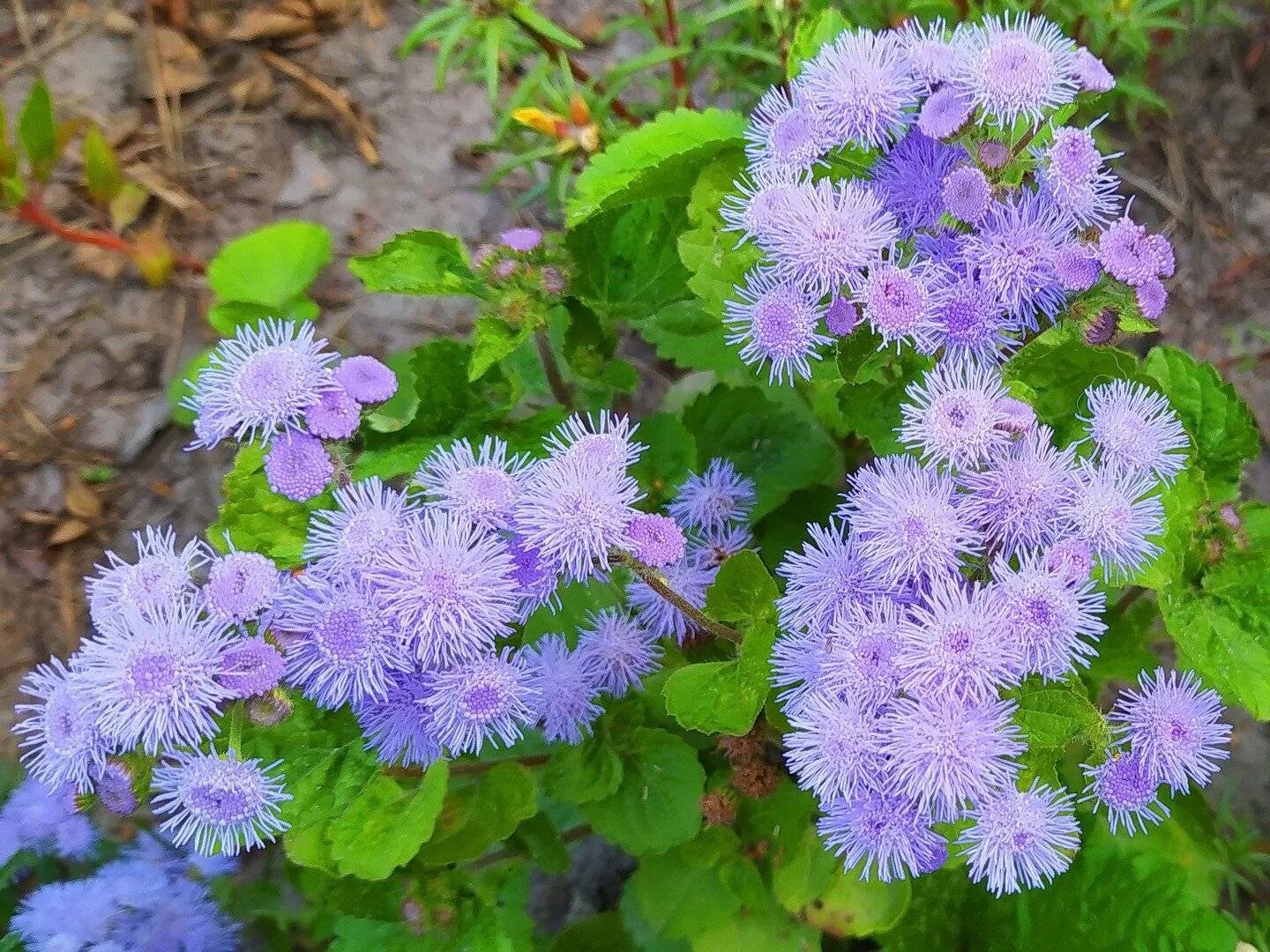 Агератум. Агератум Хоустона (Ageratum houstonianum). Агератум и астры. Агератум Блу Болл.