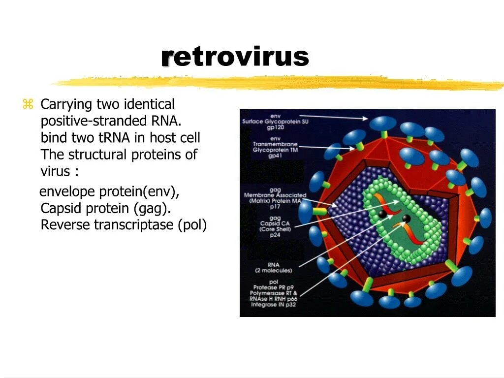 Ретровирус геном. Ретровирус это кратко. Флавивирусы. Арбовирусы строение.