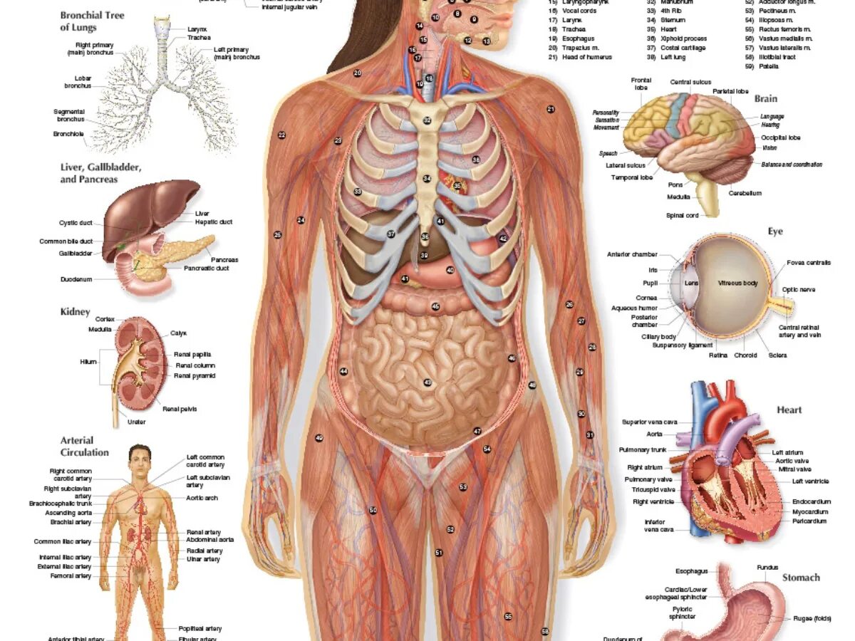 Фото анатомии человека женщин внутренних органов. Строение органов человека. Внутренние органы женщины. Анатомия человека внутренние. Структура органов человека.