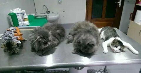 Сколько кошки выходят после наркоза