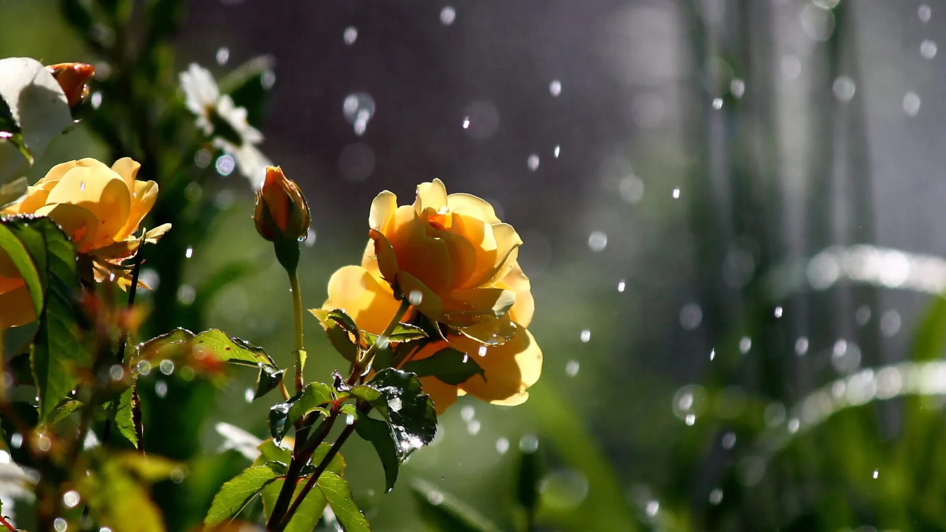 Нежная и живая природа. Природа цветы. цветы в солнечных лучах. природа макро. дождь и солнце.