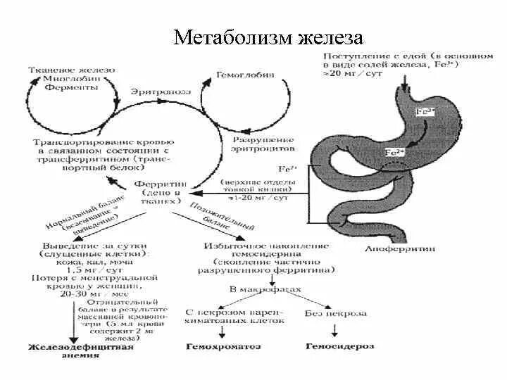 Обмен железа в печени. Схема обмена железа в организме. Схему «метаболизм железа в организме» биохимия. Метаболизм железа в организме человека биохимия схема. Схема усвоения железа в организме.