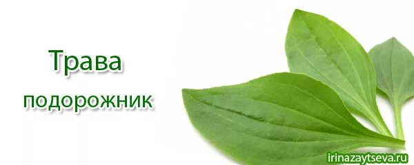 Как люди используют подорожник. Сок подорожника. подорожник иконка. подорожник мем. подорожник благовещенск рб.