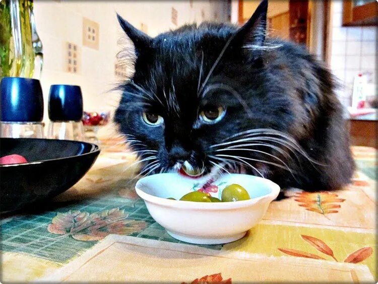 Кот есть оливки. Коты и оливки. Коты и оливки. Кошка оливка. Кот и консервная банка.
