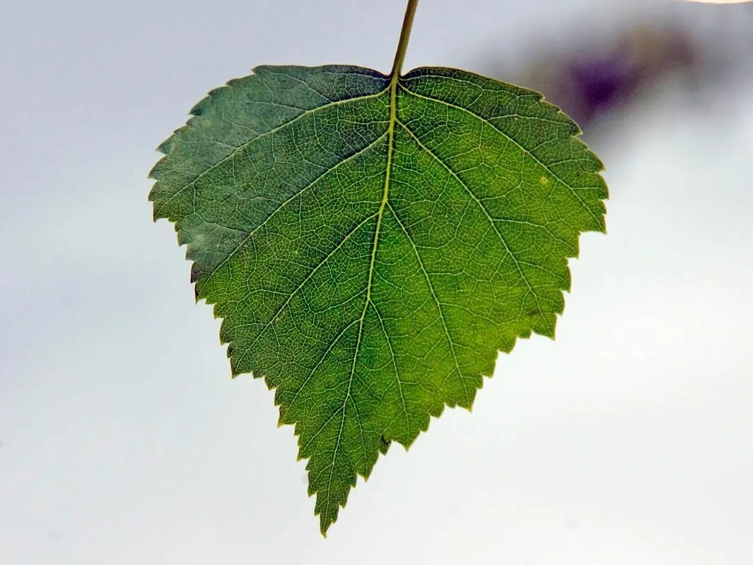 Листики березки. Betula Alba pendula. Береза повислая листья. Береза повислая листок. Листок березы.