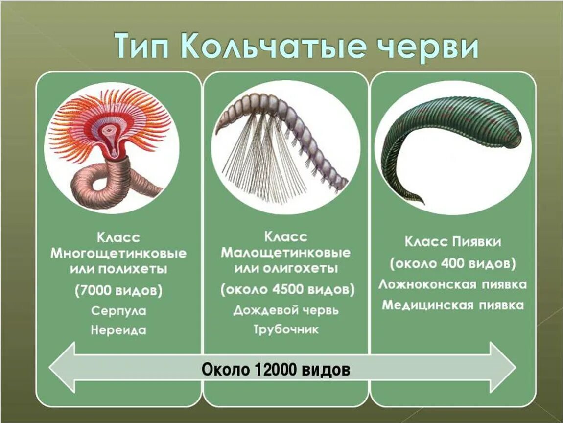 Строение и жизнедеятельность червей. Типы кольчатых червей. Кольчатые черви классы и представители. Тип кольчатые черви классификация. Биология 7 класс типы кольчатых червей.