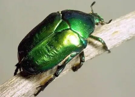 Порно, топтық секс, минет