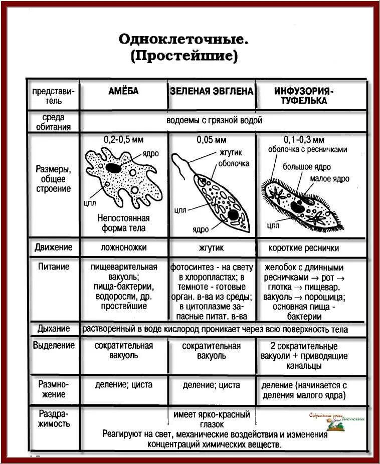 Зоология одноклеточных простейших таблица 7 класс. Таблица по биологии 7 класс Подцарство одноклеточных. Сравнительная характеристика одноклеточных животных таблица 7 класс. Подцарство одноклеточные 7 класс биология таблица. Общие простейших пример