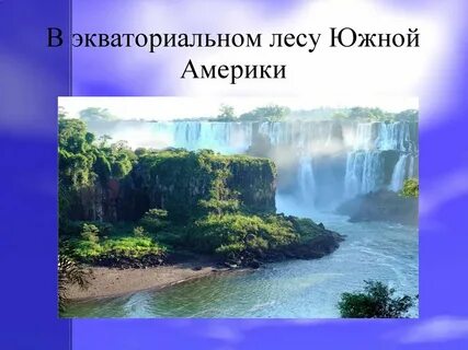 В южной америке экваториальный лес называют