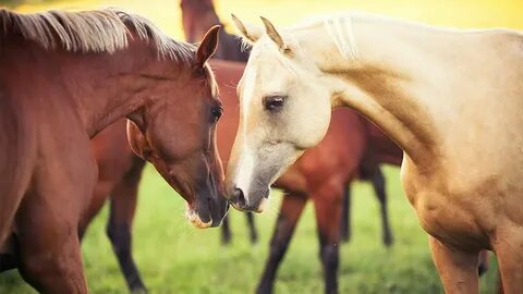 Me hors