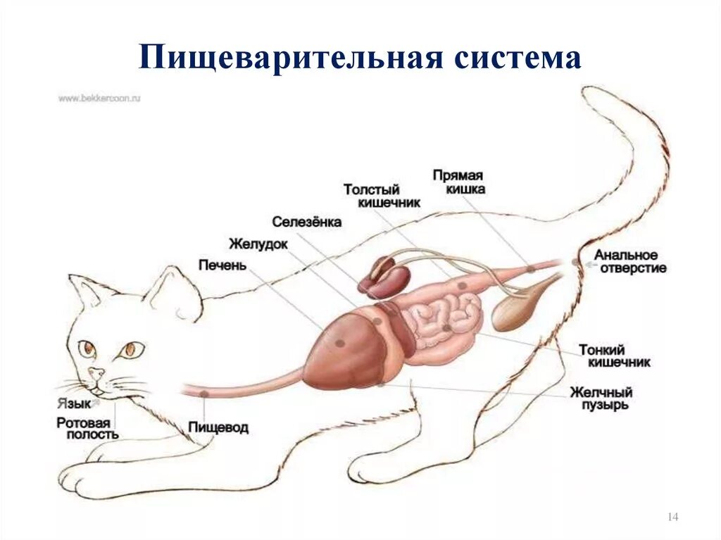 Пищевод кошки. Строение пищеварительной системы кошки. Пищеварительная система кошки анатомия. Схема пищеварительной системы котов. Строение пищеварительной системы кошки схема.