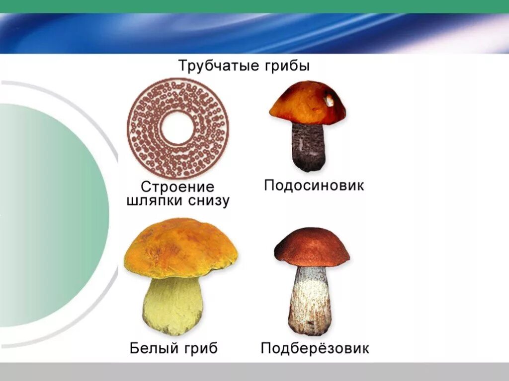 Строение пластинчатых грибов. Грибы Шляпочные и трубчатые. Шляпочные грибы строение трубчатые. Трубчатые грибы строение шляпки снизу.