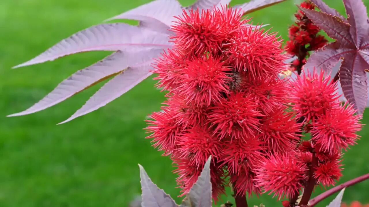 клещевина обыкновенная. клещевина обыкновенная (ricinus communis l). клещевина ricinus communis. клещевина занзибарская. клещевина обыкновенная ядовитое.