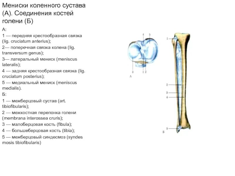 Соединение костей голени. Соединение костей голени между собой. Мениски коленного сустава соединение костей голени анатомия. Берцовая кость в коленном суставе.