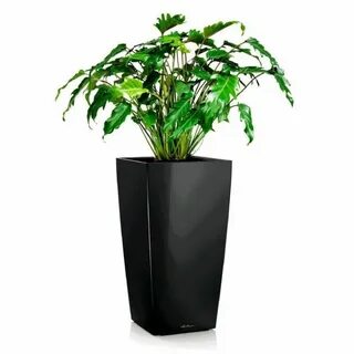 Plants интернет магазин
