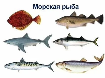 Наше море рыба