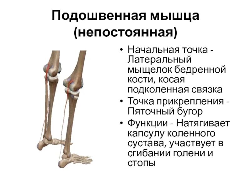 Латеральный мыщелок бедренной. Медиальный мыщелок бедренной кости. Медиальный и латеральный мыщелки большеберцовой кости. Латеральный мыщелок бедренной кости.